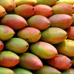 Frozen Totapuri Mango Puree