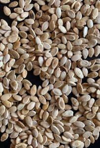 232 Watermelon Seeds, Color : Natural, Packaging Type : Sealed Bag