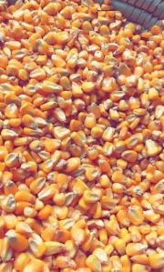 232 Yellow Corn Animal Feed
