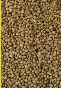 Akash Coriander Seeds, Color : Brown
