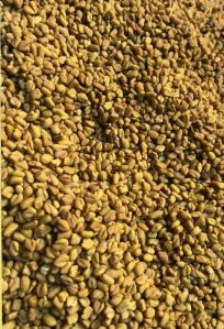 Akash Fenugreek Seed, Color : Yellow-brown