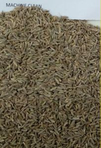 Akash Singapore Cumin Seeds, Color : Brown for Cooking, Seasoning