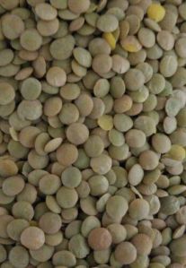 Canada Green Lentils