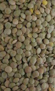Green Lentils