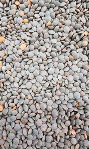 Whole Masoor Red Lentils