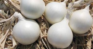 Fresh White Onion, Shape : Round