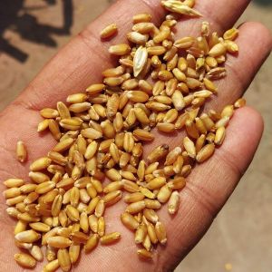 Wheat, Packaging Type : Jute Bag