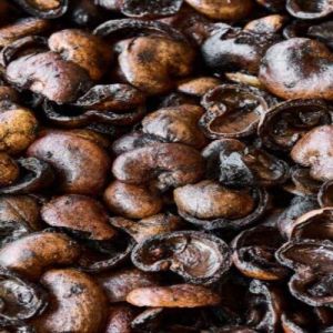 Raw Organic Cashew Nut Shell for Burning