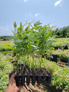 Eucalyptus Plant, Color : Green, Packaging Type : POT for Decorative