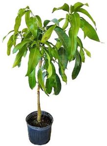 Mango Plant, Color : Green
