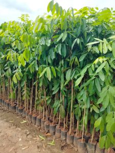 Miyazaki Mango Plant