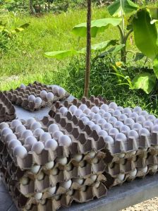 White Eggs, Packaging Size : 12 Trys, Grade : Technical Grade