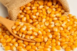 Yellow Corn Maize