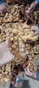Natural Fresh Ginger, Packaging Size : 20Kg, 25Kg, 50Kg