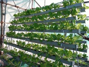 Plastic Semi Automatic Hydroponic Farming Systems for Indoor Gardening