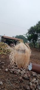 Semi-husk Coconuts