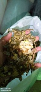 Advannta Organic Corn, Seed Type : Hybrid, Grade : Feed Grade 15%