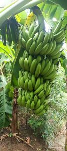 Best Quality Cavendish Banana