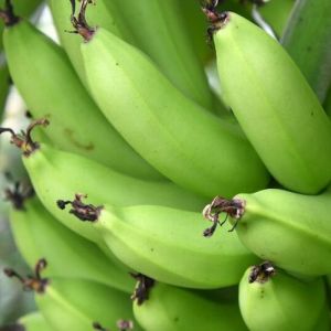 Fresh G9 Raw Banana, Color : Green for Cooking