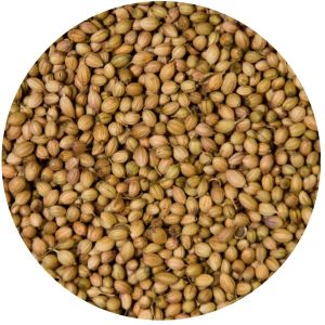 coriander seeds
