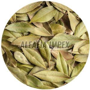 Organic Bay Leaves, Color : Green Raw, Grade Standard : Food Grade