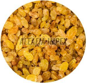 Yellow Raisins, Certification : FSSAI, Taste : Sweet