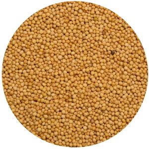 Yellow Mustard Seeds