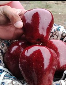 Red fresh apple, Packaging Type : Paper Box, Carton