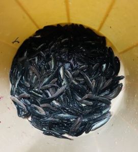 5 Inch Murrel Fish Seeds