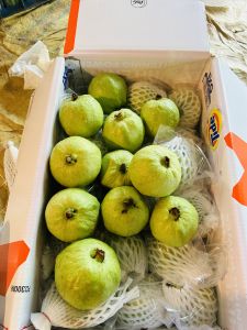 Organic fresh guava, Packaging Type : Green for Human Consumption