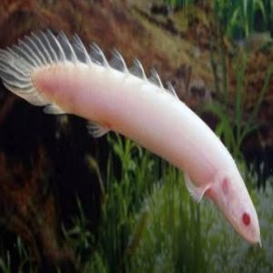Albino Senegal Fish