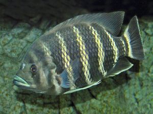 Butikoferi Fish