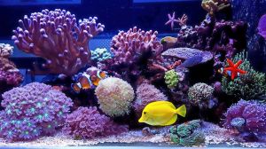 Customized Artificial Corals Fish Tank