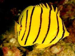 Eight Band Butterfly Fish