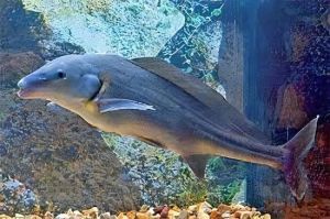 Fresh Water Dolphin Fish