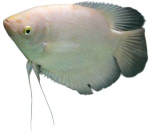 Giant Gourami Fish