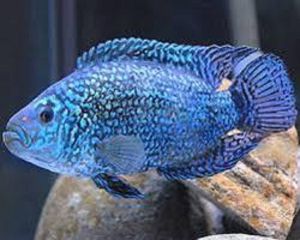 Jackdemsey Electric Blue Fish