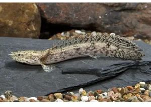 Leopard Senegal Fish