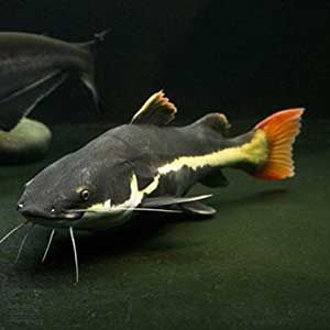 Red Tail Catfish
