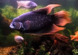 Red Tail Giant Gourami Fish