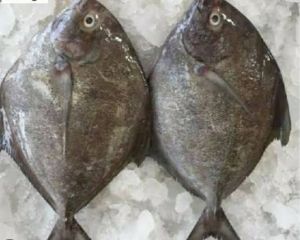 Halwa, Brand Name : Ocean Impex, Purity : Fresh