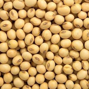 Fresh Soyabean Seed