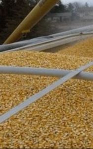 Organic Yellow Corn Maize, Seed Type : Natural