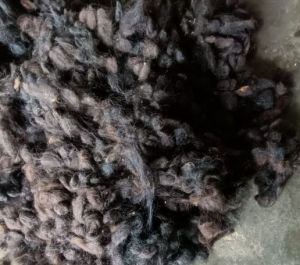 Curly Black Human Hair, Length Size : From 8 for Parlour, Personal