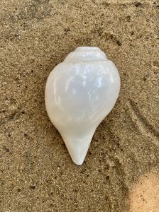 Natural Sea Shell Yan Vamavarti Original Loud Blowing Shankh Conch