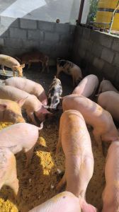 Female Farm Pig, Variety : Large Yorkshire, Middle Yorkshire