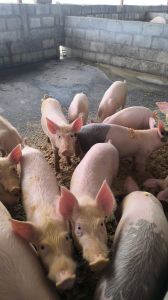 Pig Farming Service