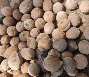 Dry Baheda Fruit, Shape : Round, Purity : 100%
