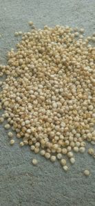 White Sorghum Seeds, Packaging Size : 50Kg, Grade : For Ethanol