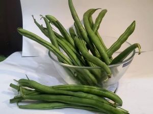 Fresh Green Beans, Packaging Size : 25-50kg for Cooking